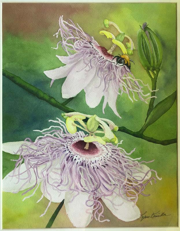 Lynn Kinsella-Ron's Passion Flowers-Watercolor (Copy)