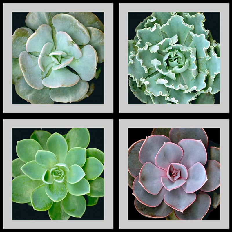 Mary Ahern-Succulents-Squared-Digital Imaging (Copy)