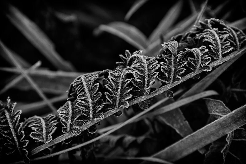 Mark-Picone-Frost on Fern-Photography (Copy)