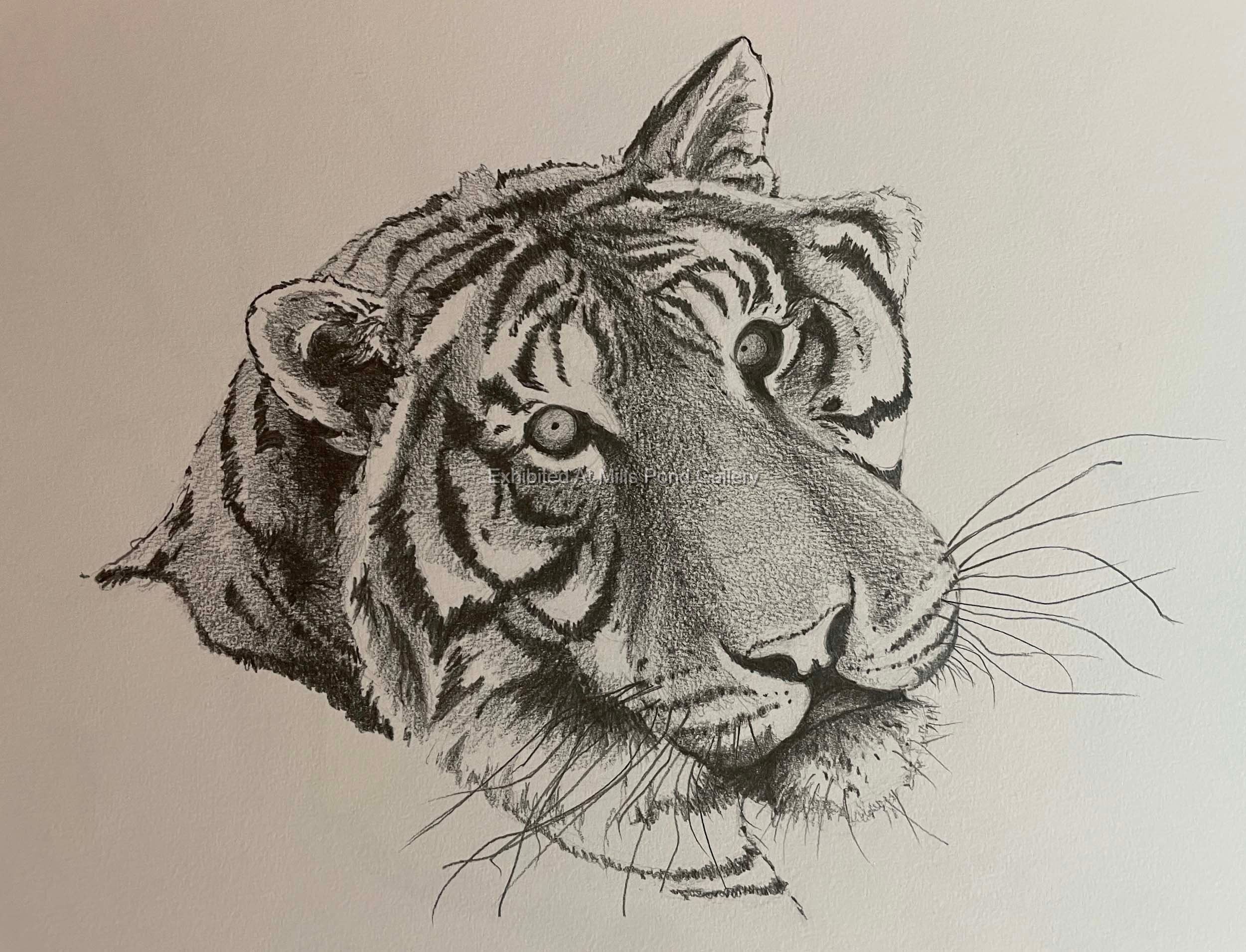 Lynn Kinsella-Tiger-Pencil