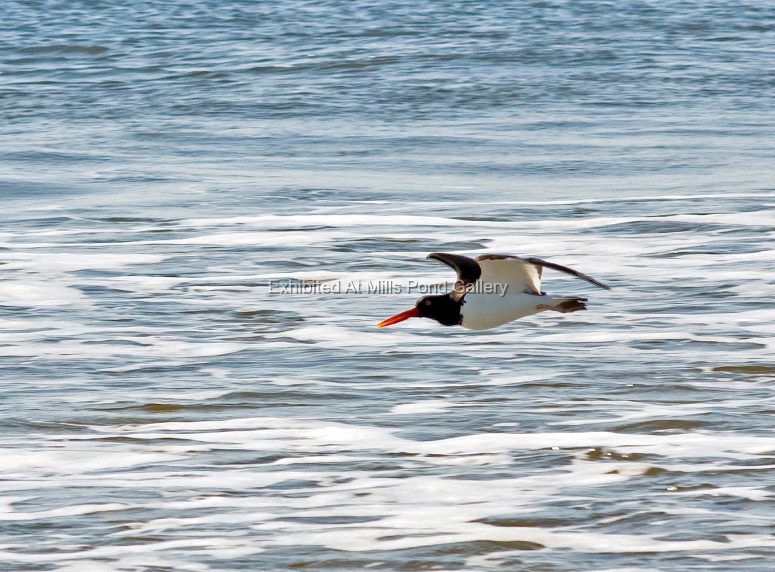 Karen Mortimore-Oyster Catcher, Fire Island-Photography.jpg