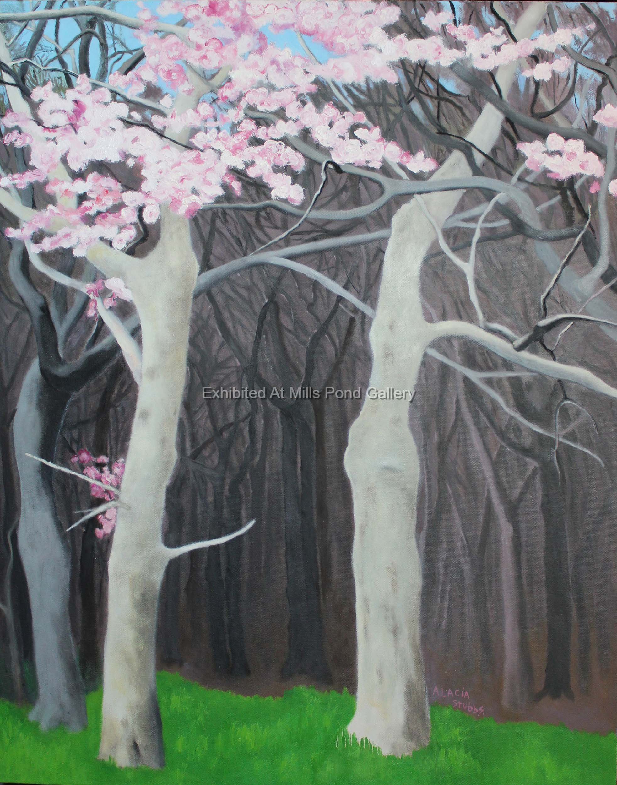 Alacia Stubbs-Cherry Blossoms in Alley Park-Oil on Canvas.jpg