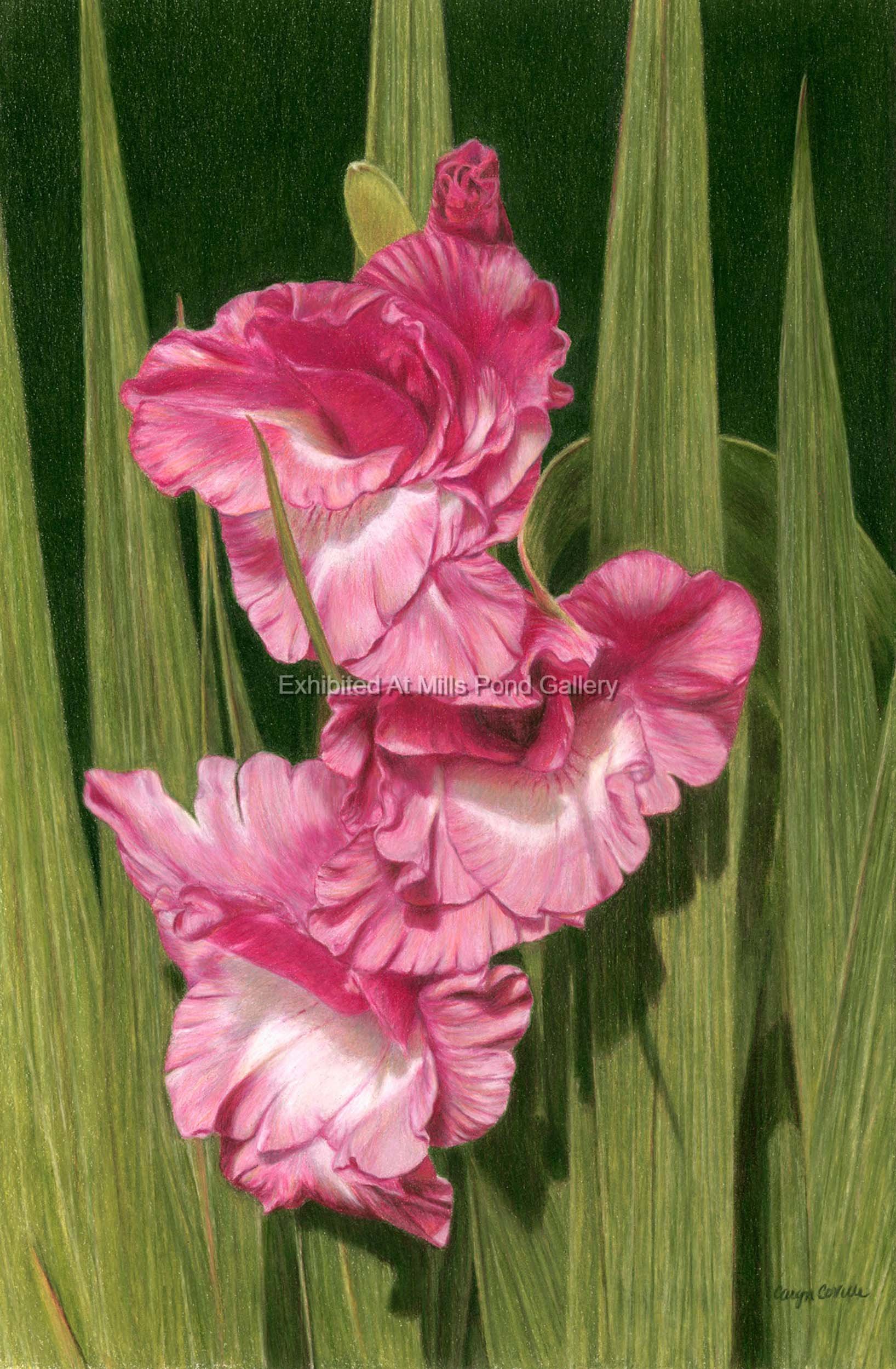 Caryn Coville-In the Pink-Colored Pencil.jpg