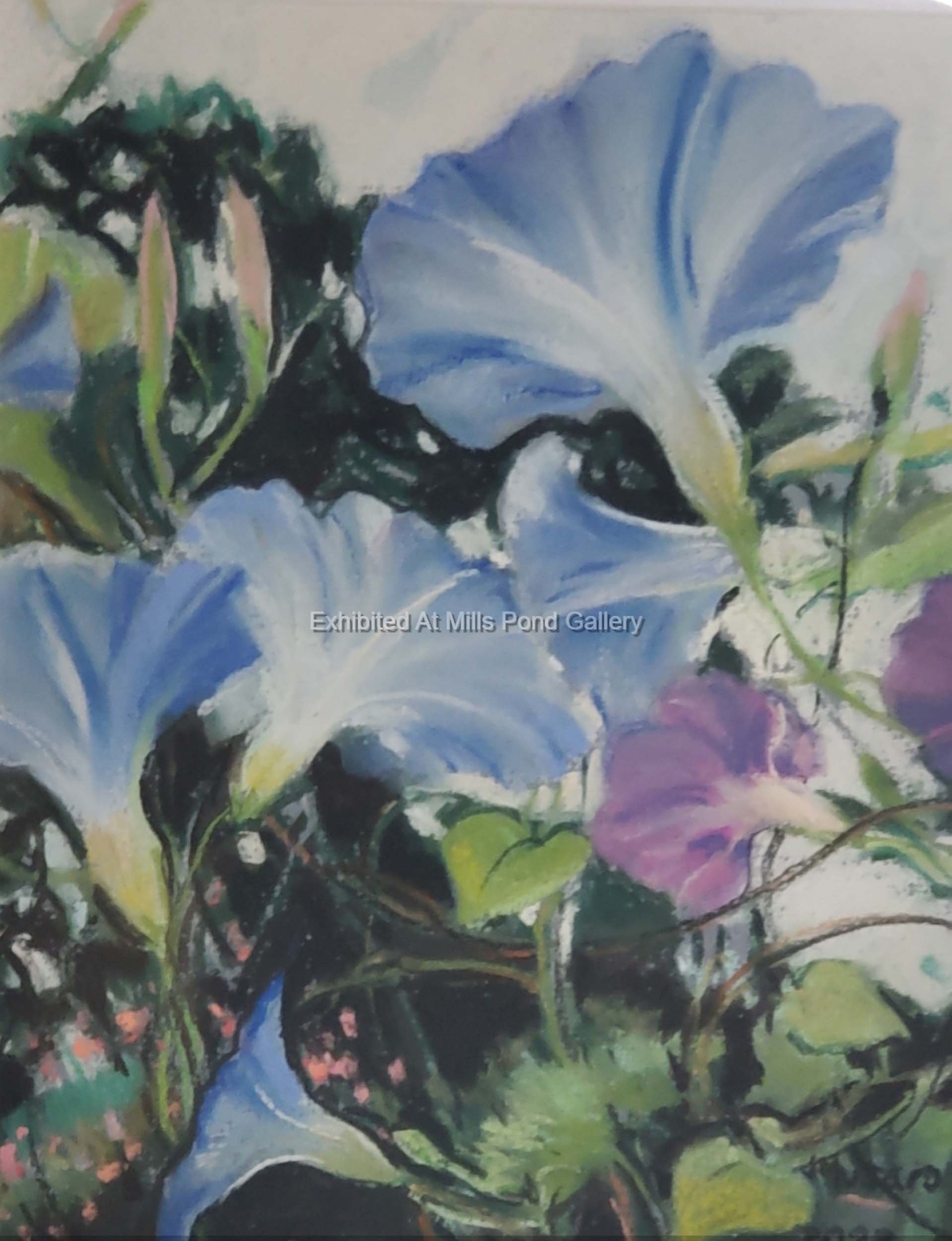 Judith Musaro-Morning Glories-Soft Pastel on Canson Paper.jpg