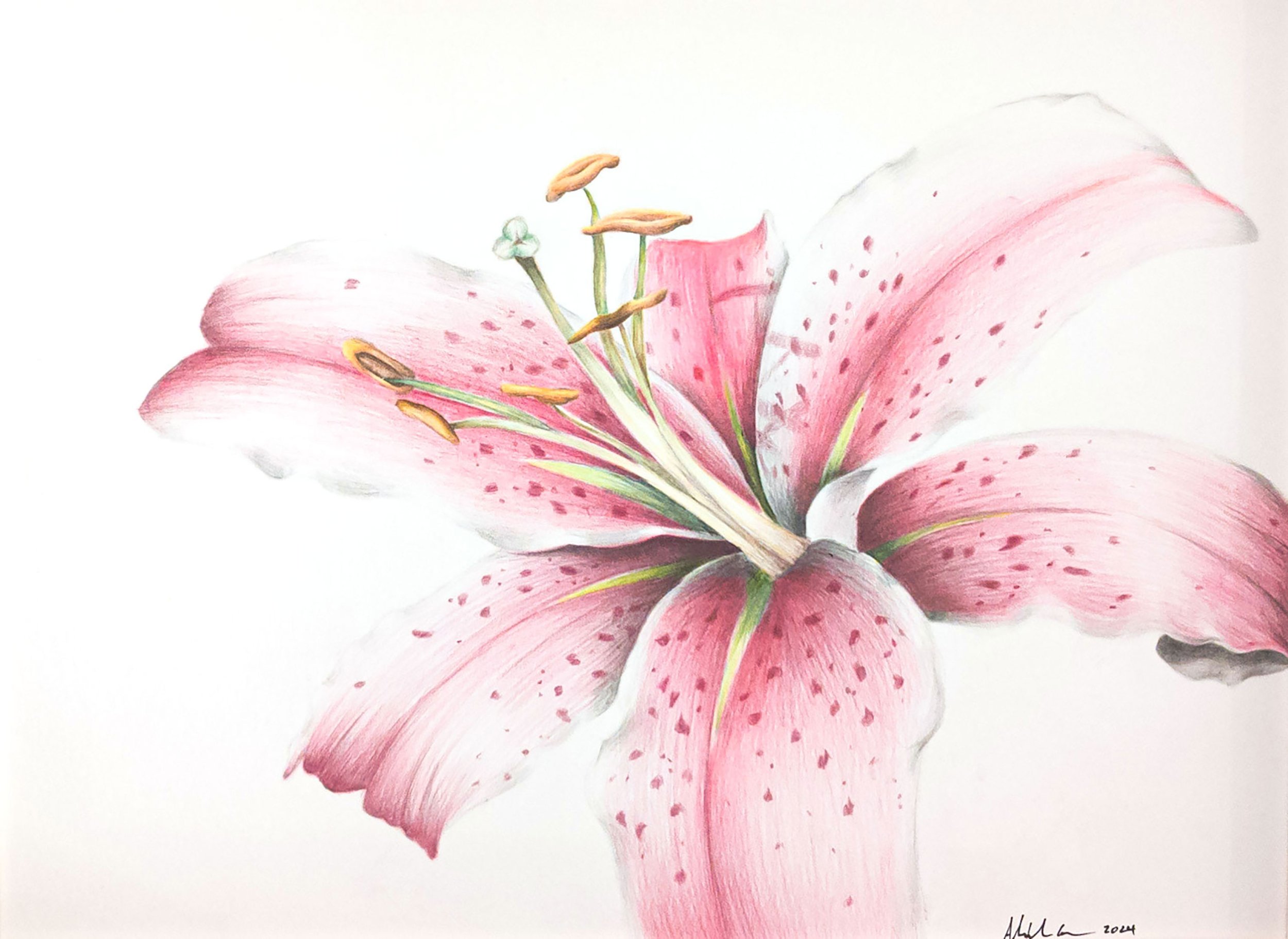 Alexandra Guma-Stargazer Lily-Colored Pencil