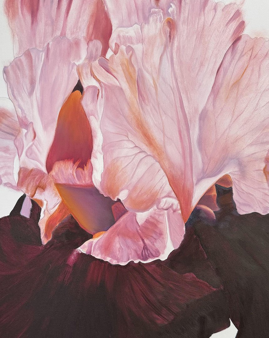 Becker-Queen Iris