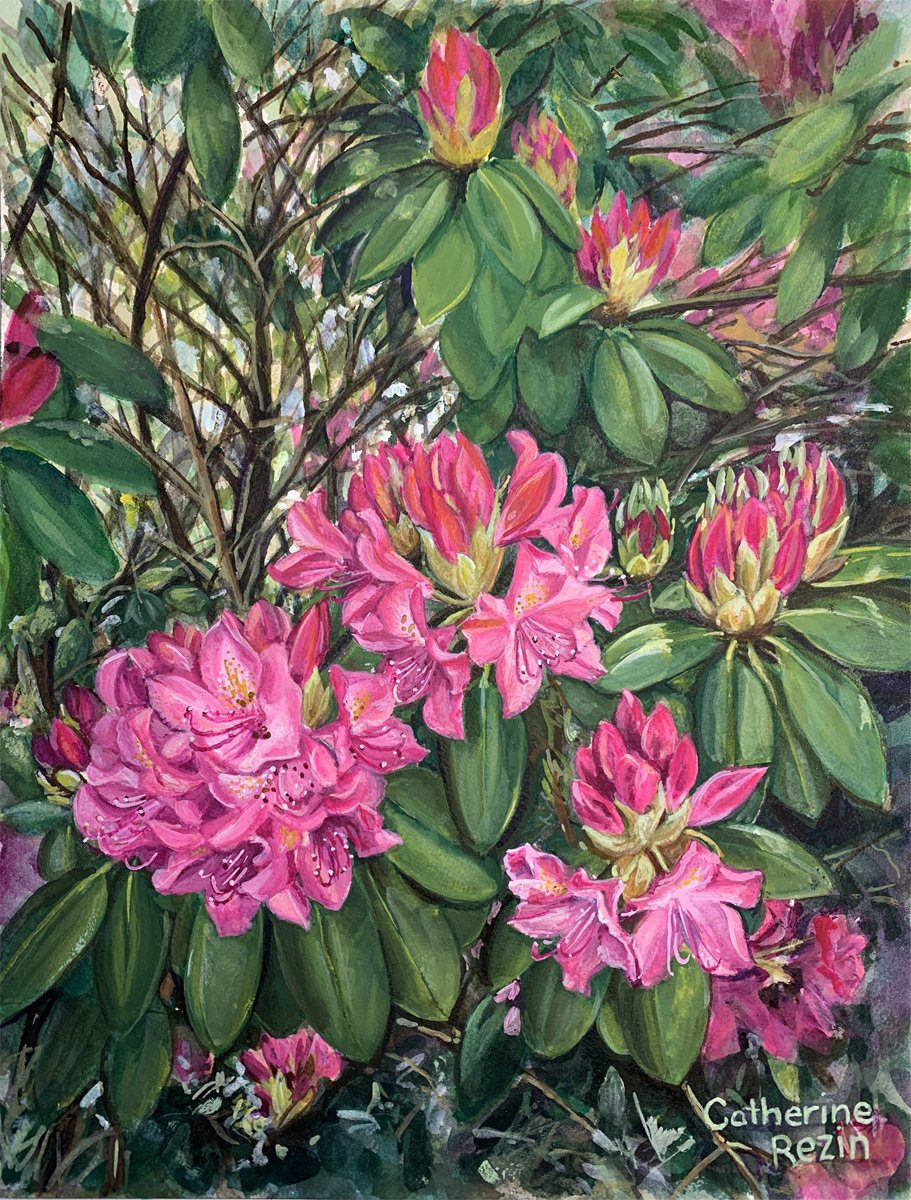 Catherine Rezin - Rhododendrum-Watercolor and Gouache