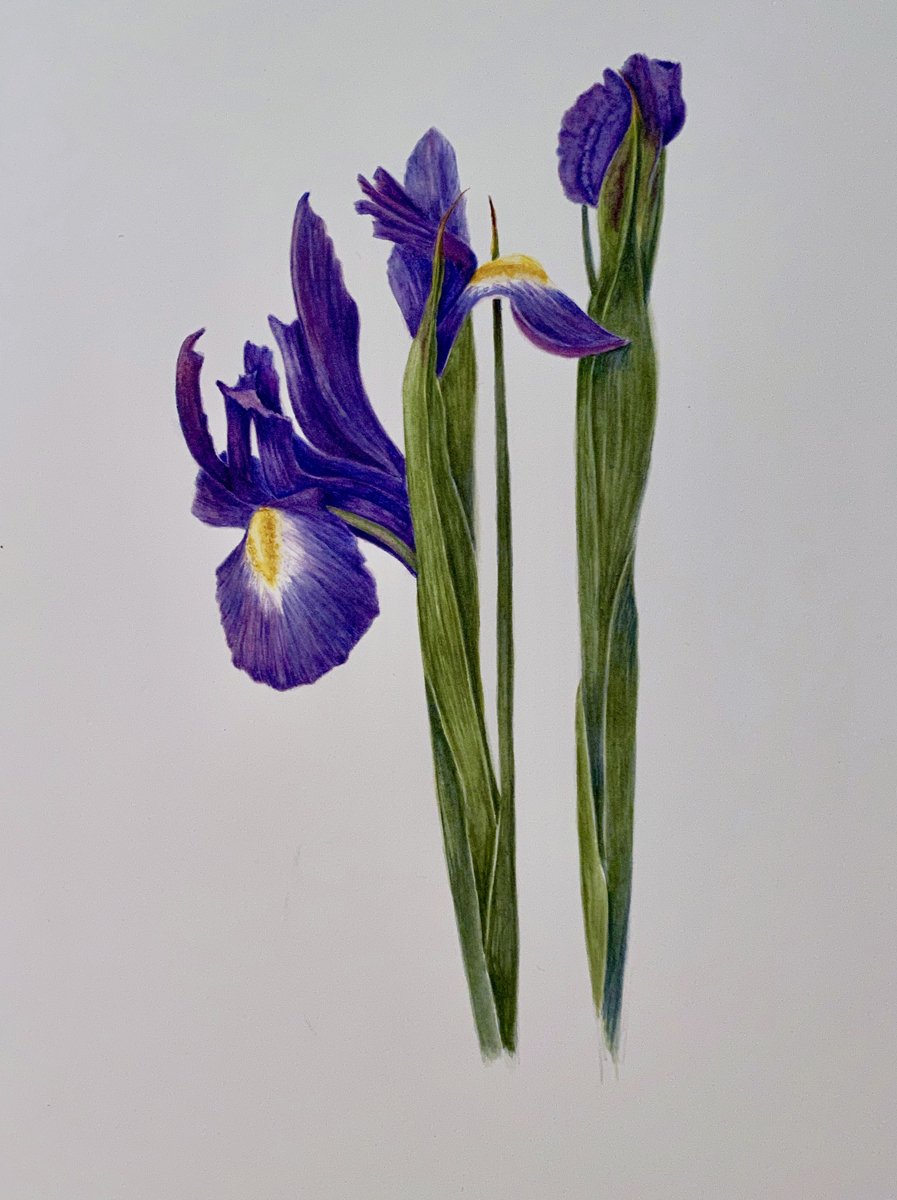 Elizabeth Fusco-Japanese Irises-Watercolor on paper