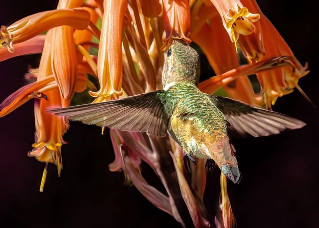Lisa Scrima-Castelli-Allen's Hummingbird-Photography