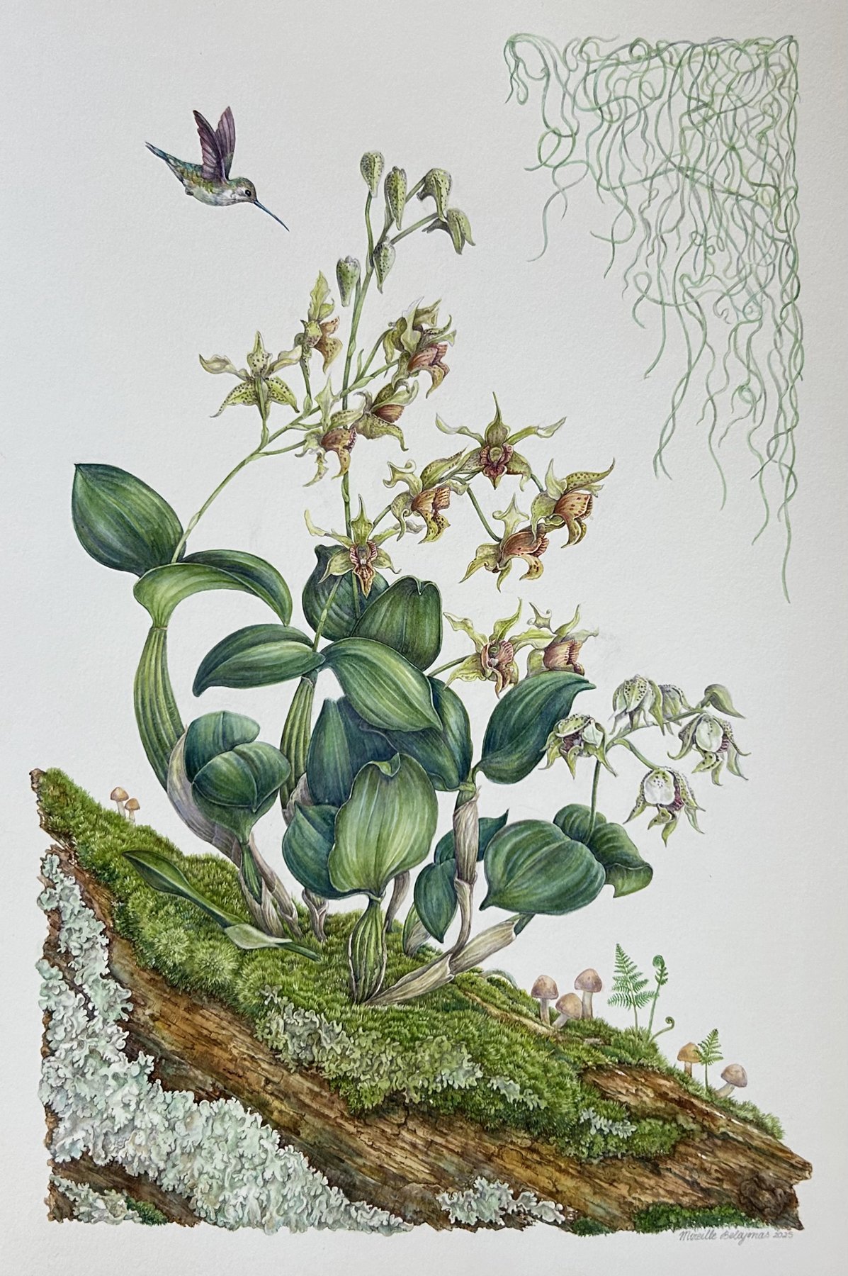 Mireille Belajonas-Nature's Embrace-watercolor