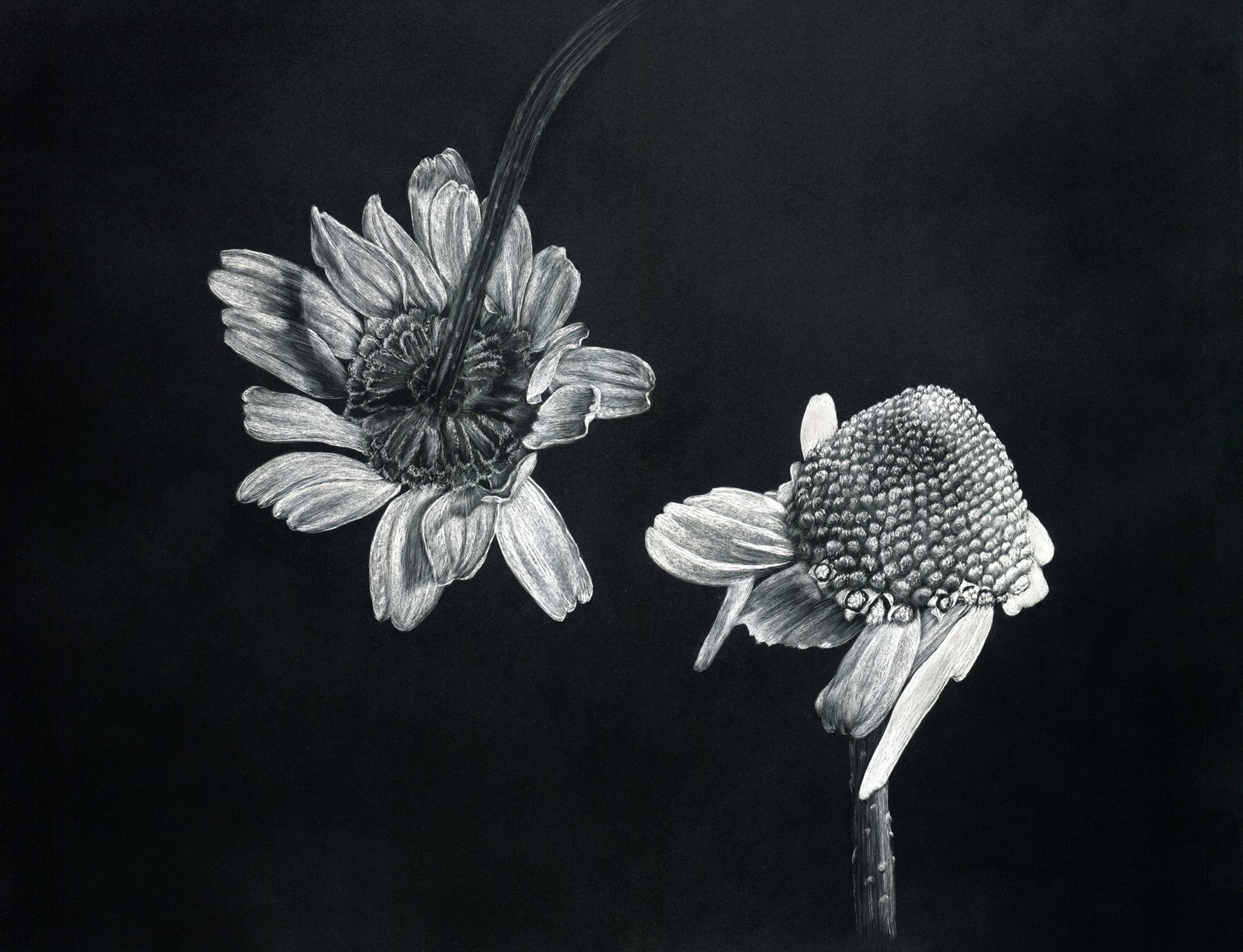 Patricia Luppino-Dreamweaver - Chamomile-Scratchboard
