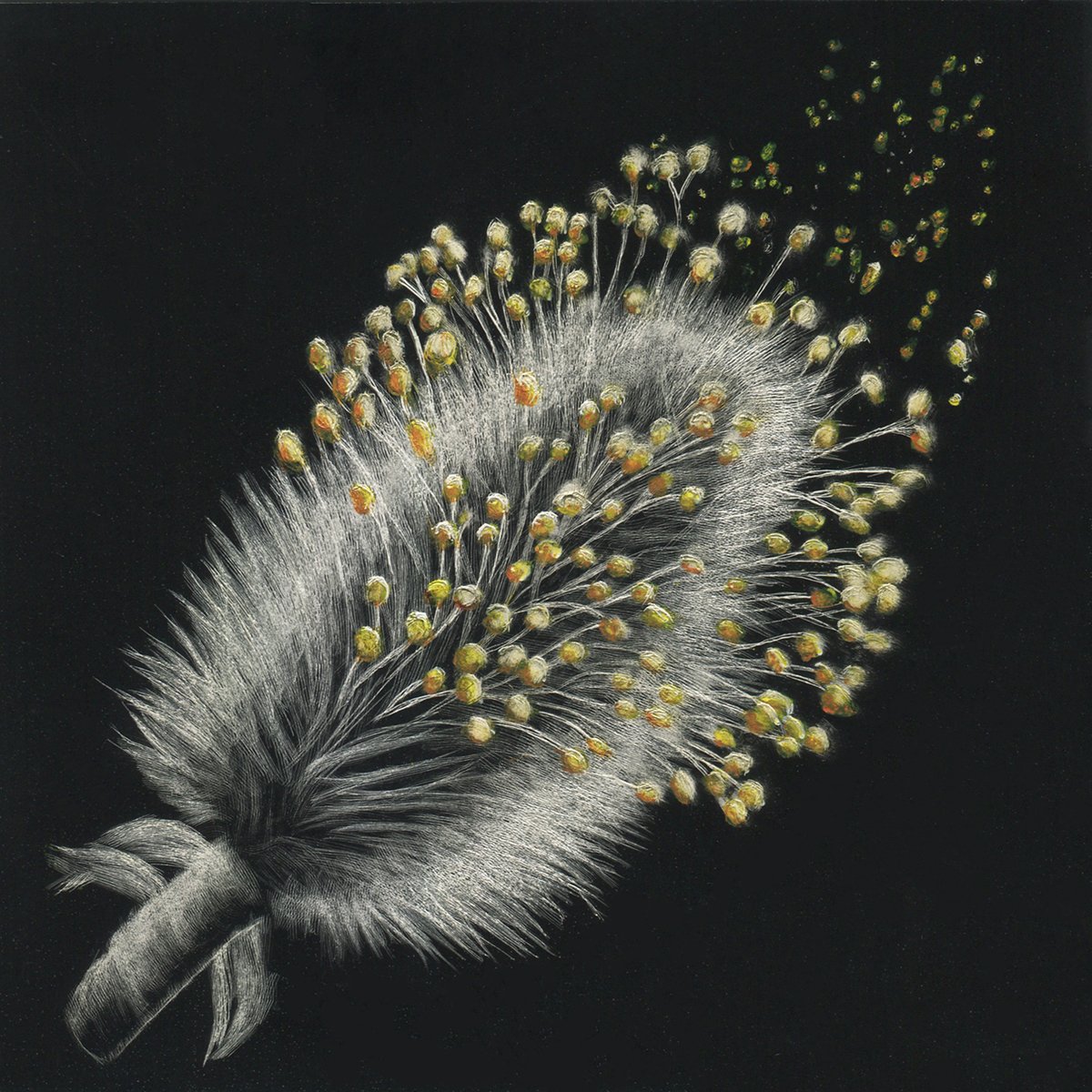 Patricia Luppino-Mr. Catkin-Pussy Willow-Colored Pencil on scratchboard