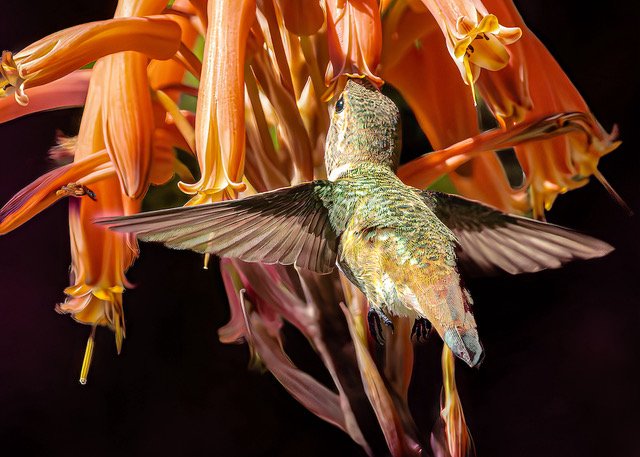 Scrima-Castelli, Allen's Hummingbird