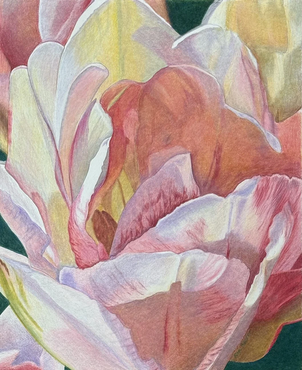 Ron Becker-Petal Symphony-Colored Pencil.jpg