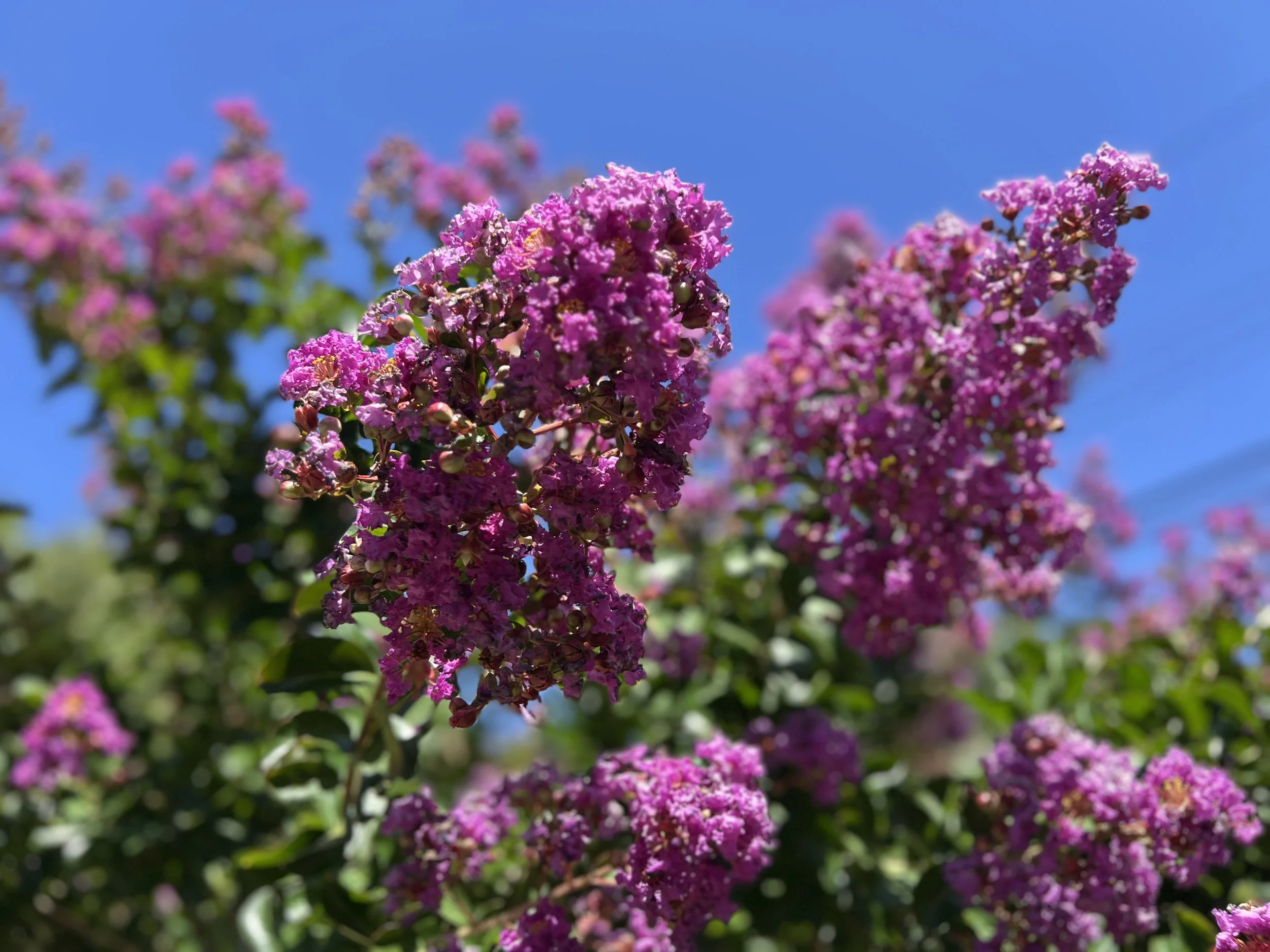 IMG_2901.jpeg
