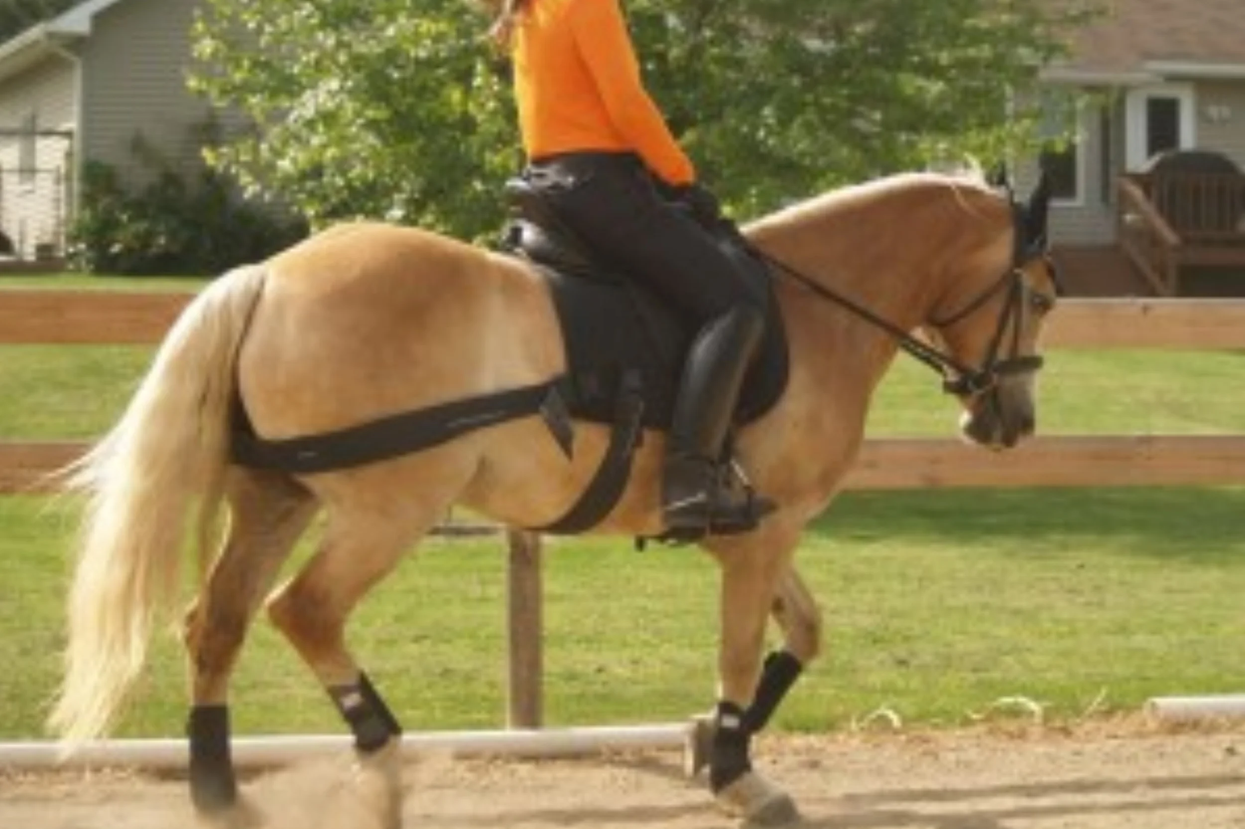 equicore2-300x241.jpg