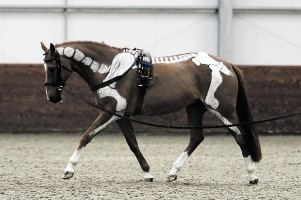 horse-bones.jpg