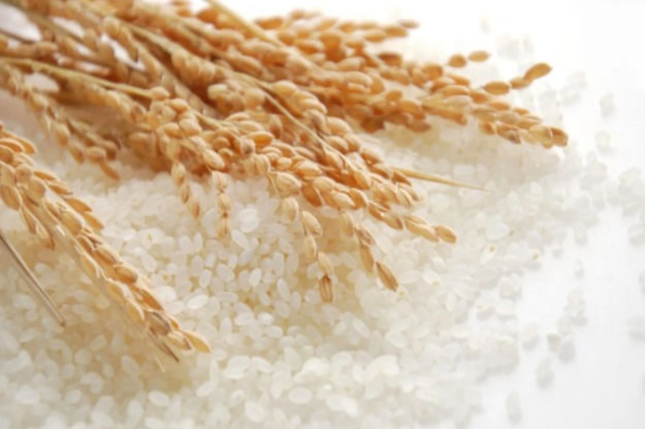 rice-625_625x350_71426749881.jpg