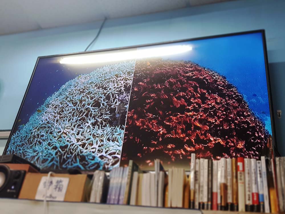 墾丁海洋中,許多珊瑚礁都生病白化了(圖 左)