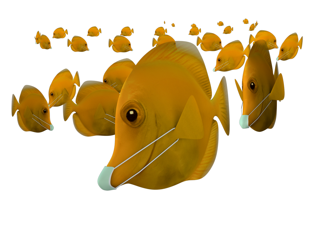dreimeta _doktorfisch 07q.png