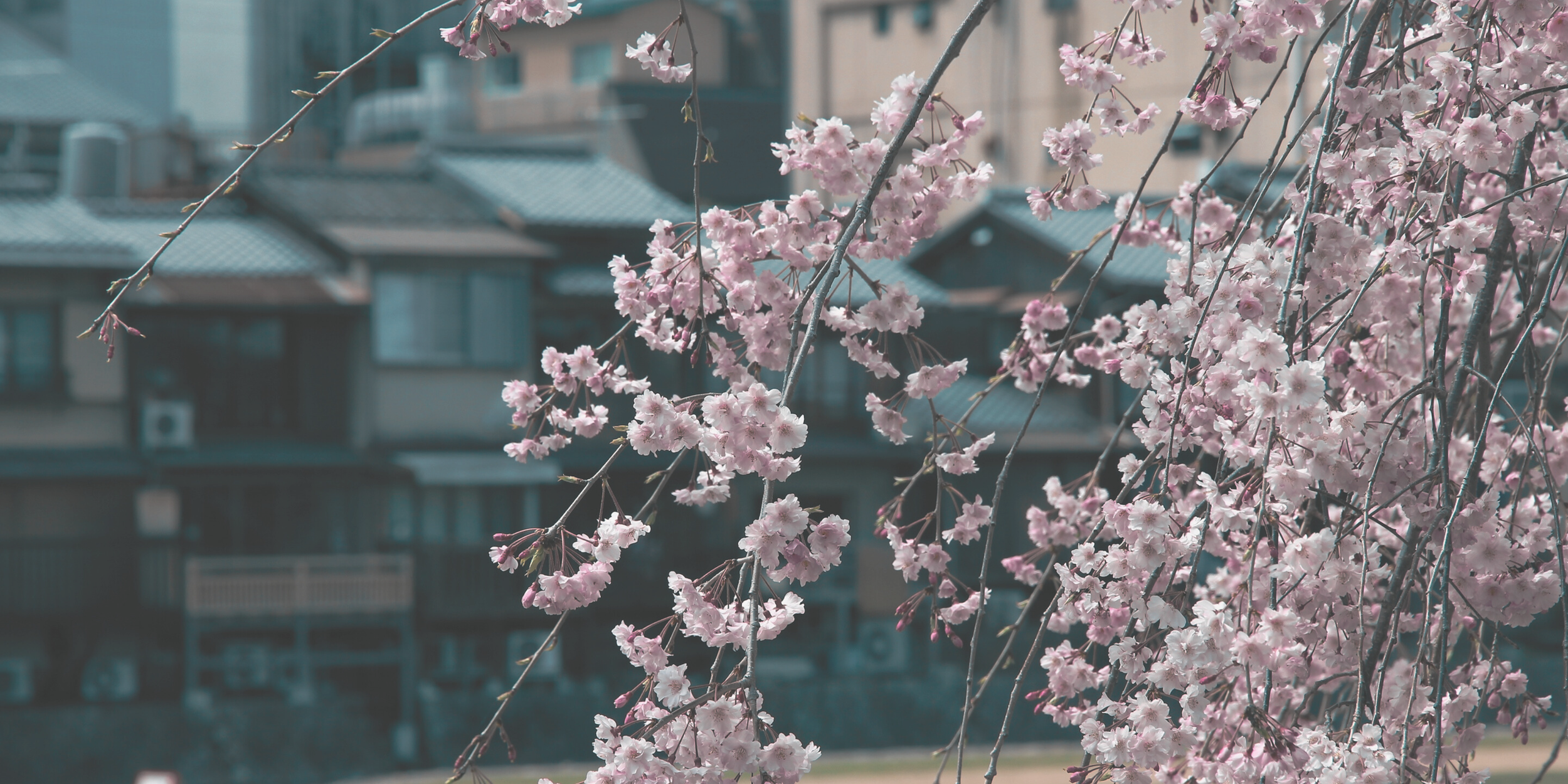 Packages Header.png