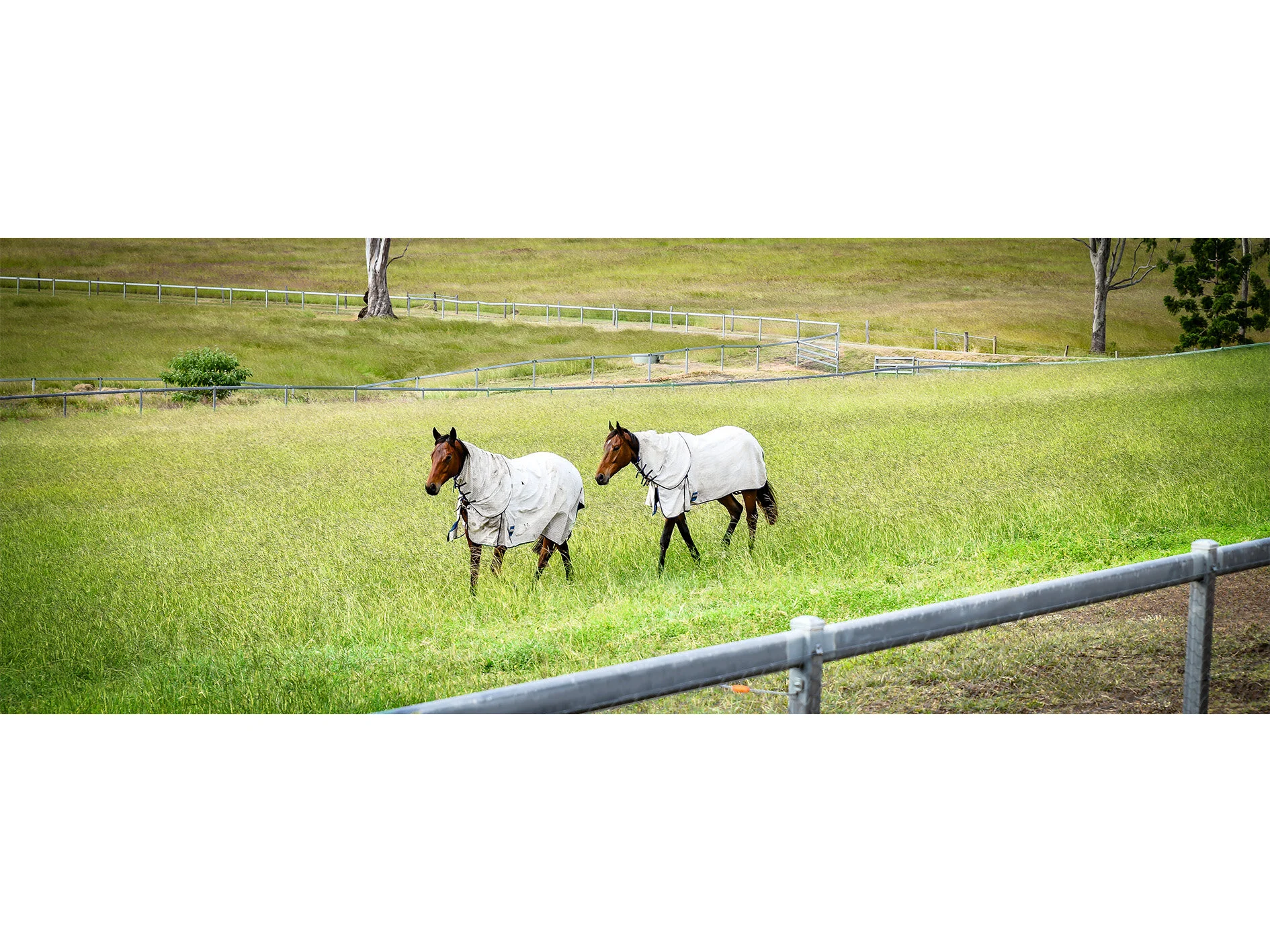 thoroughbred spelling paddock .jpg