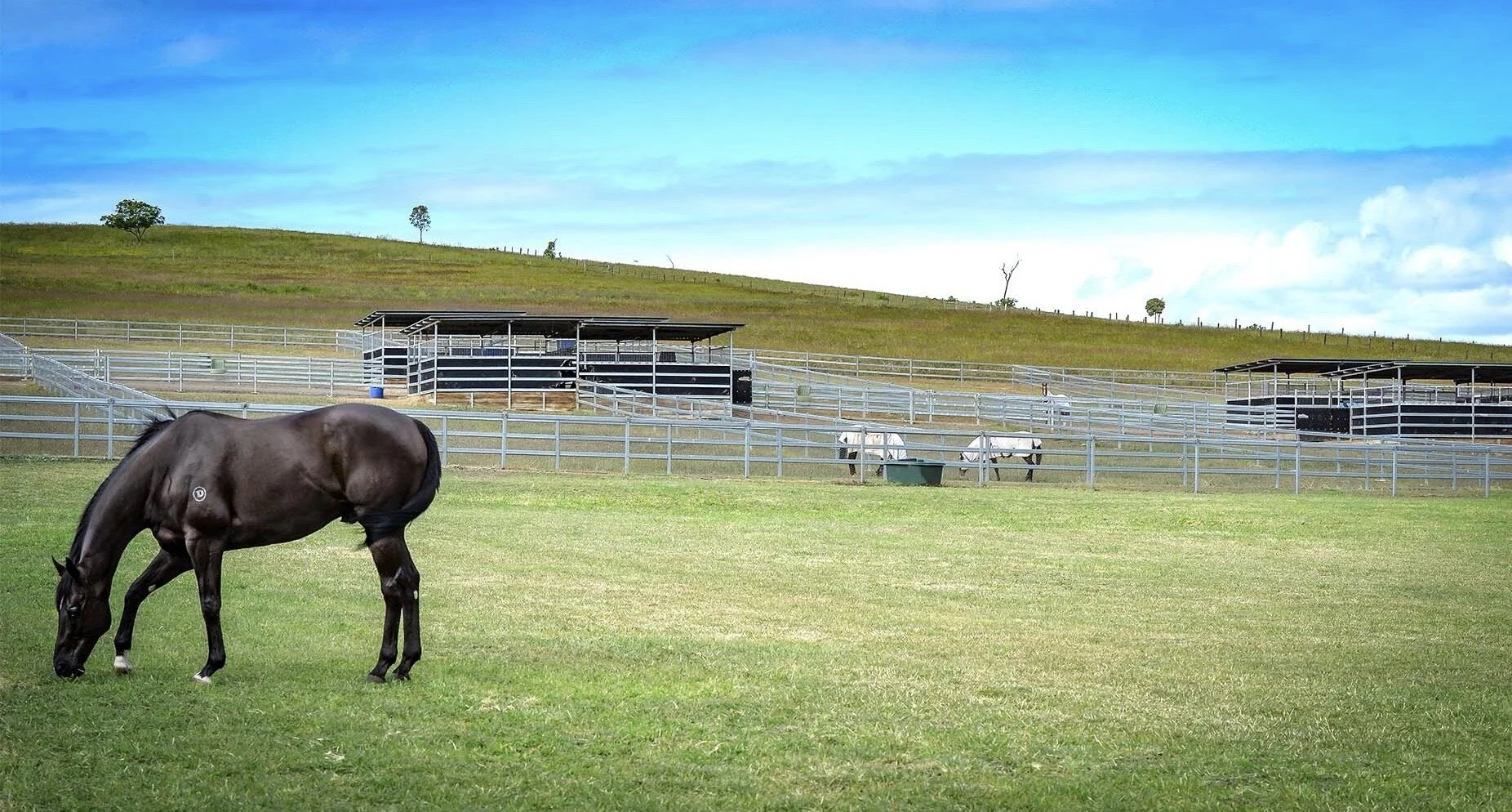 Thoroughbredspelling