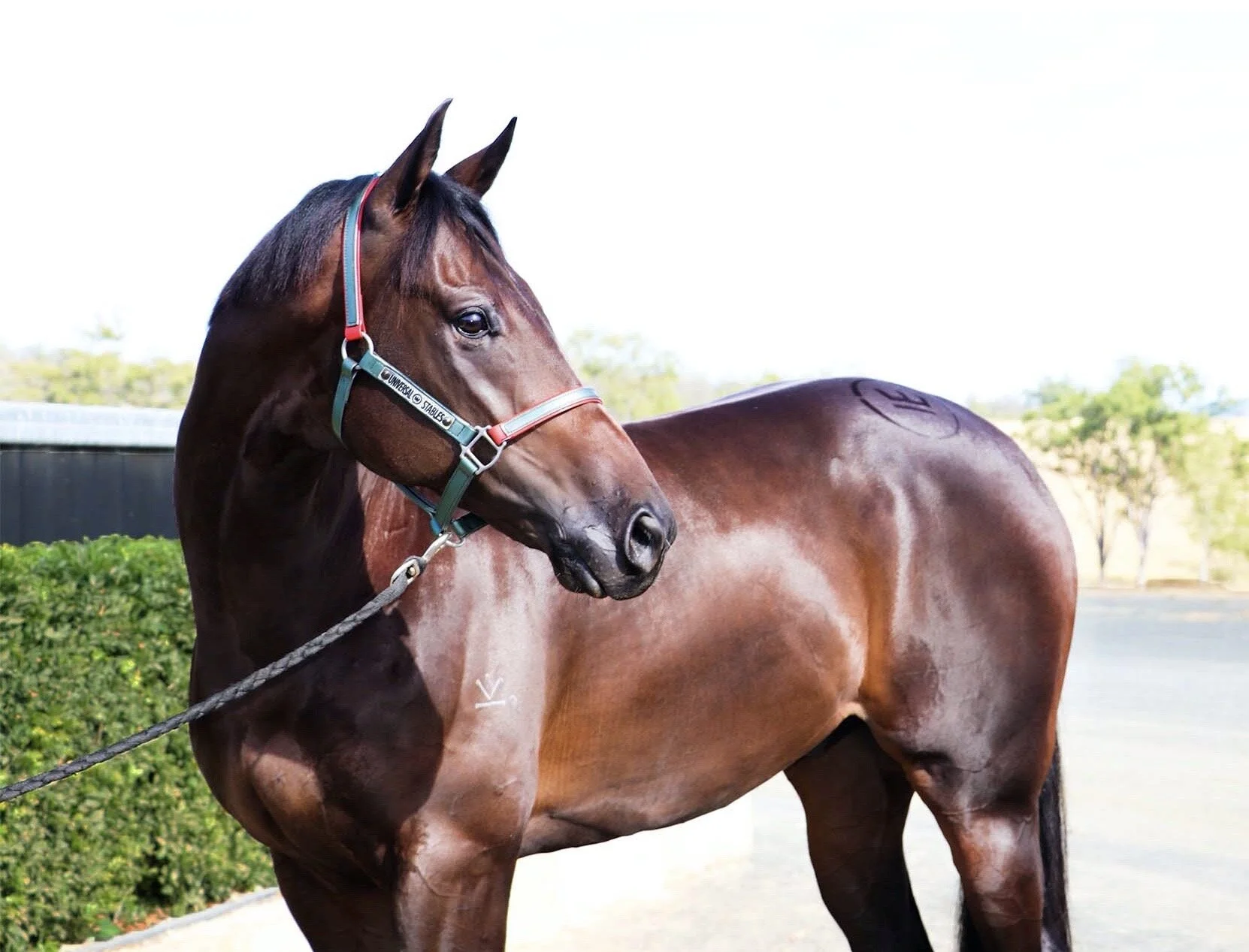 Image 11-5-20 at 7.32 pm.JPG