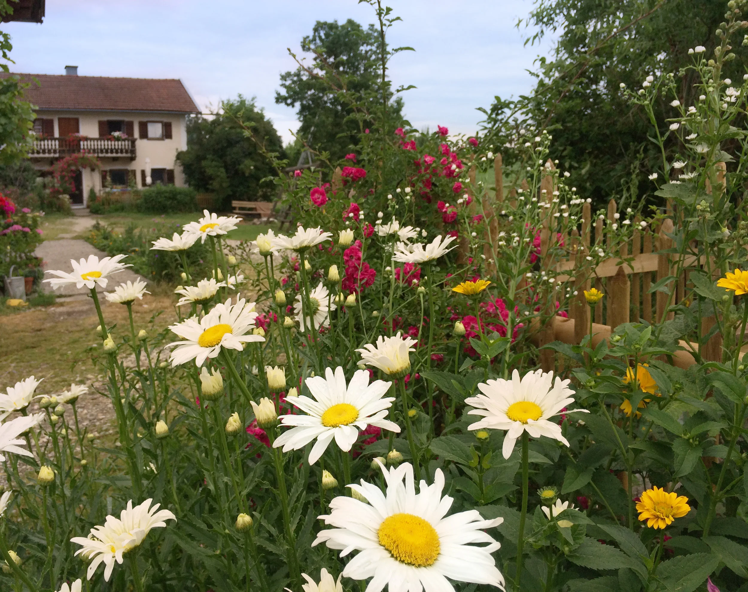 2014-06-29 08-53-01_Blumen.jpg