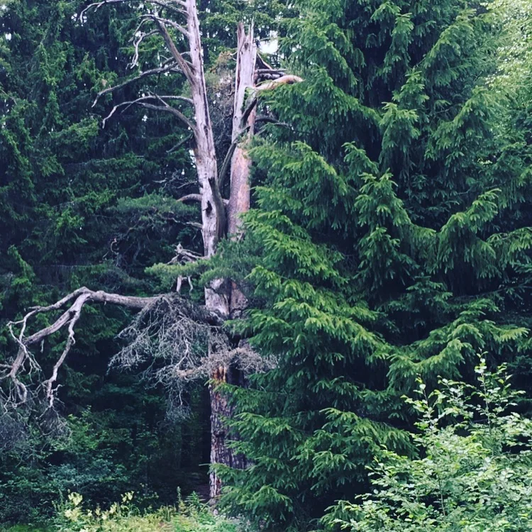 TIMIN MÄNTY JA SHAMAANIEN NOUSEVA SUKUPOLVI