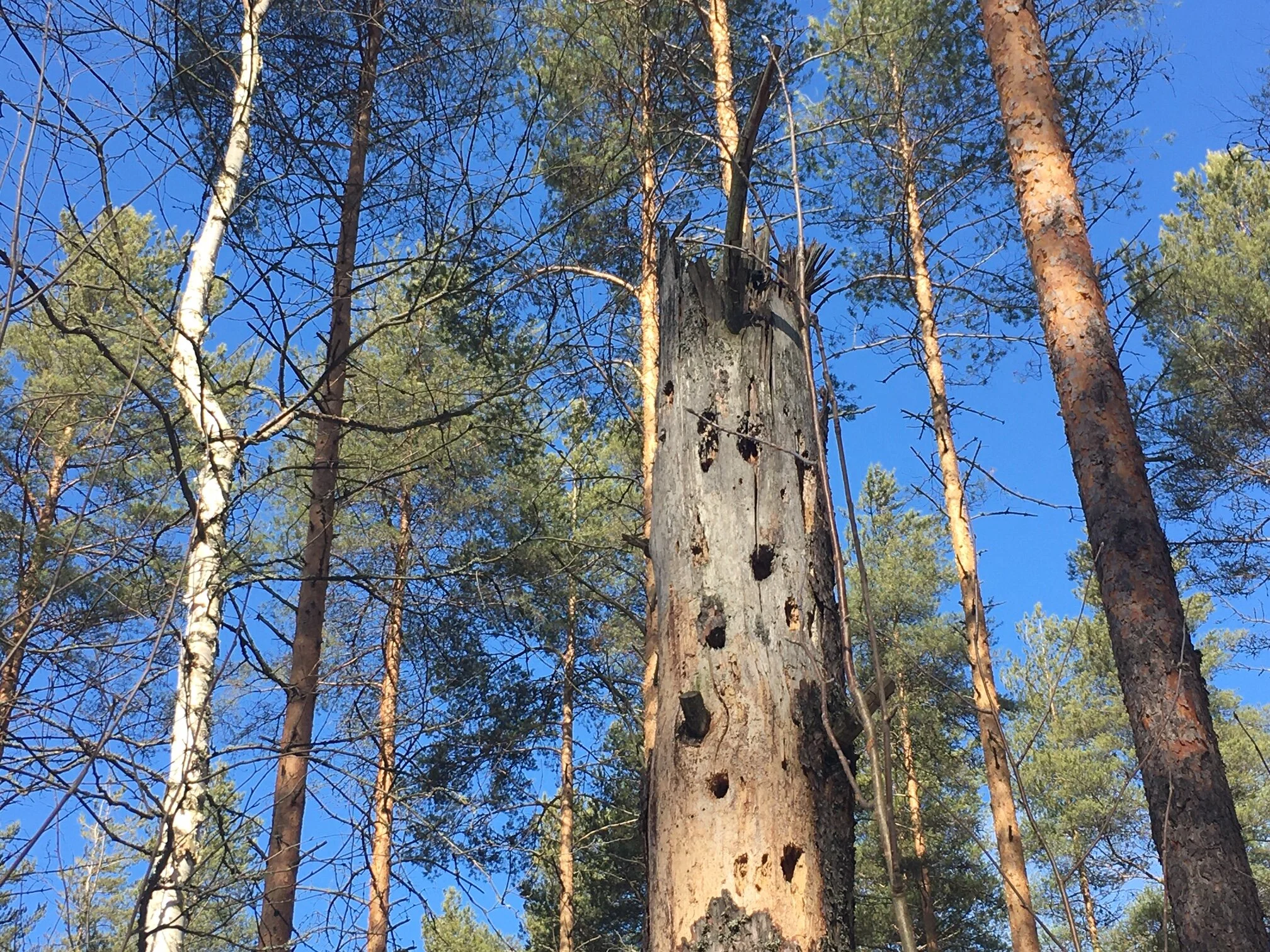KOLME PUUTA JOENSUUSTA 3/3: HAAVOITTUNUT PARANTAJA
