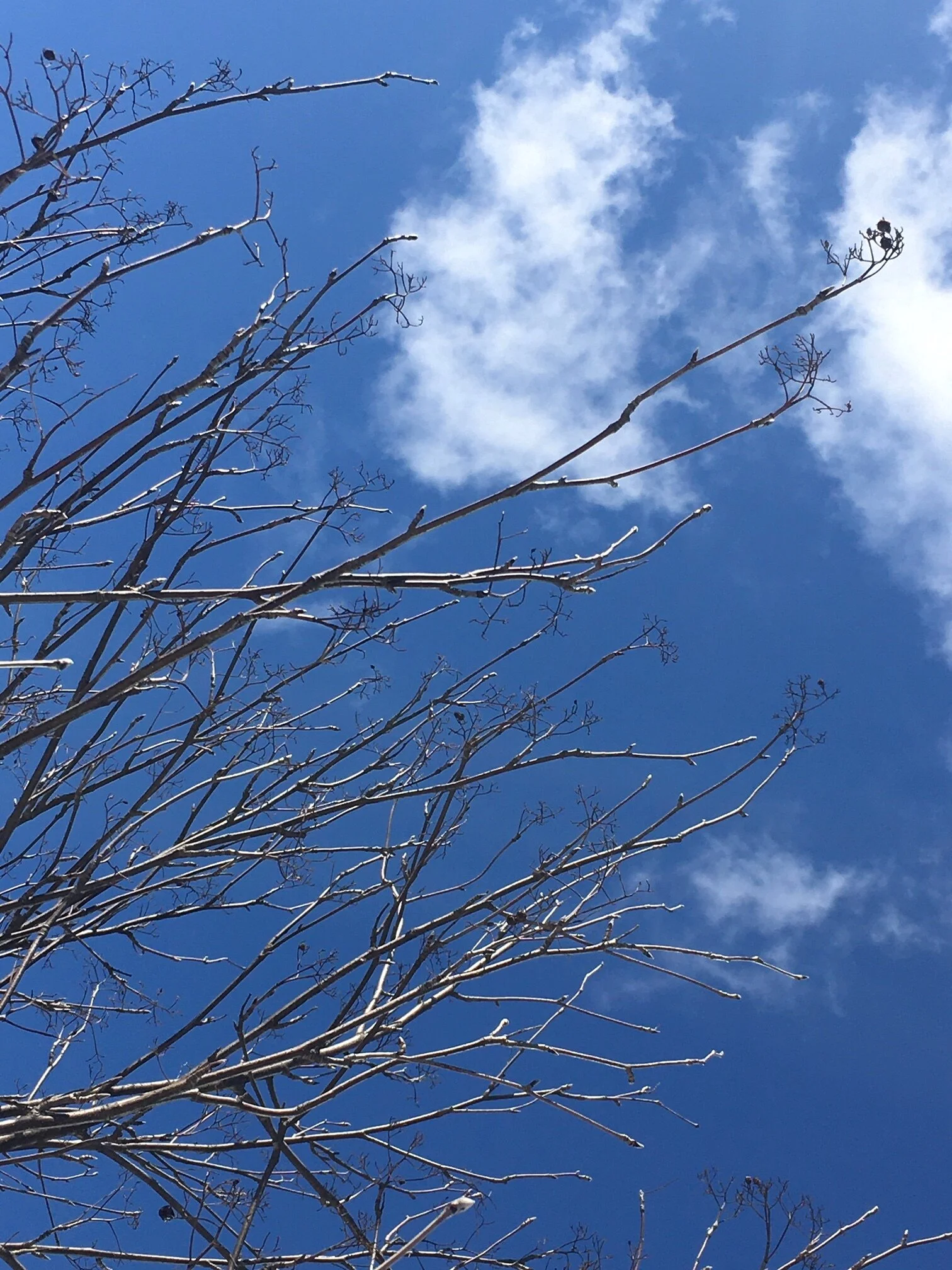 KOLME PUUTA JOENSUUSTA 1/3: HALOSEN PIHLAJA