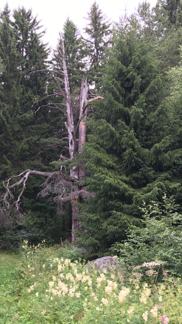TIMIN MÄNTY JA SHAMAANIEN NOUSEVA SUKUPOLVI