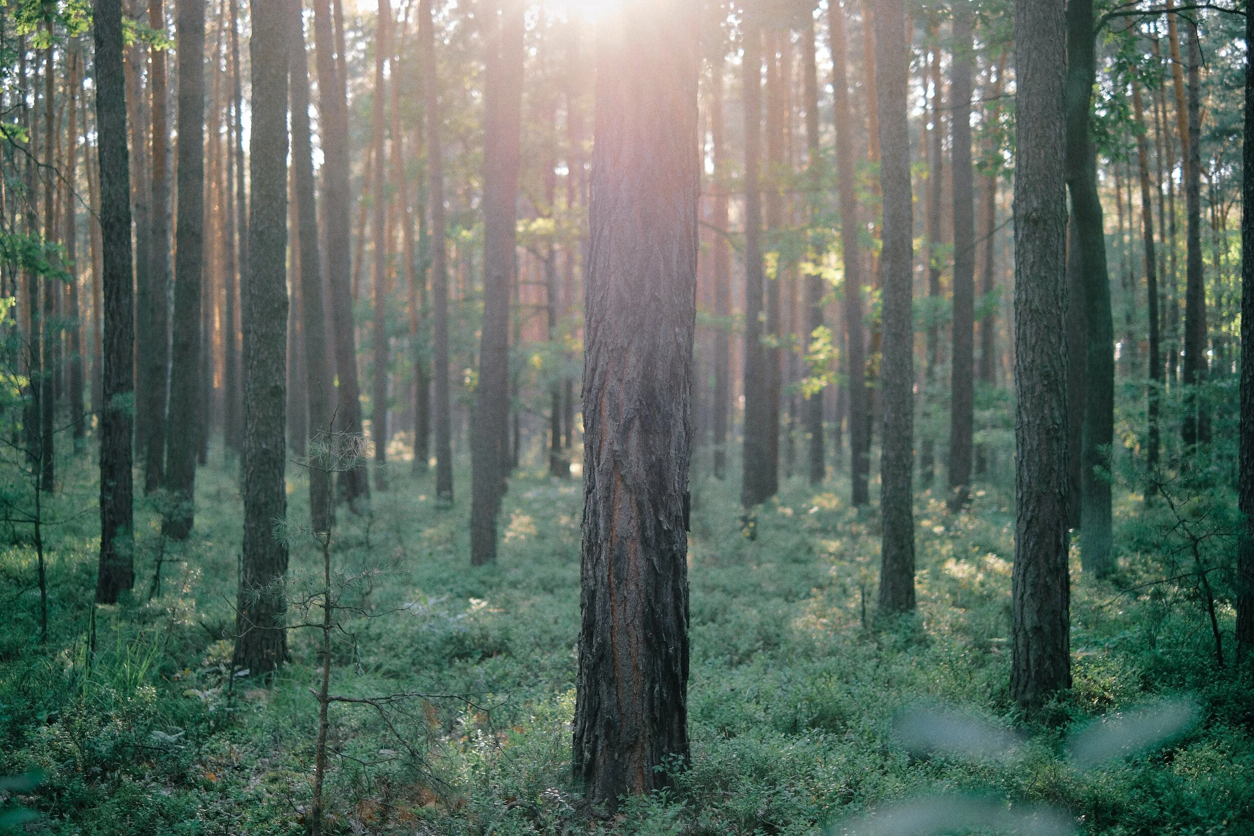 Rauhan sivistyksestä