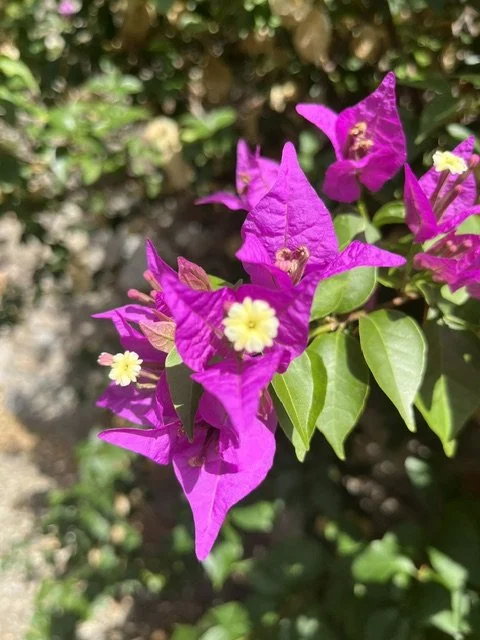 IMG_6832.jpeg
