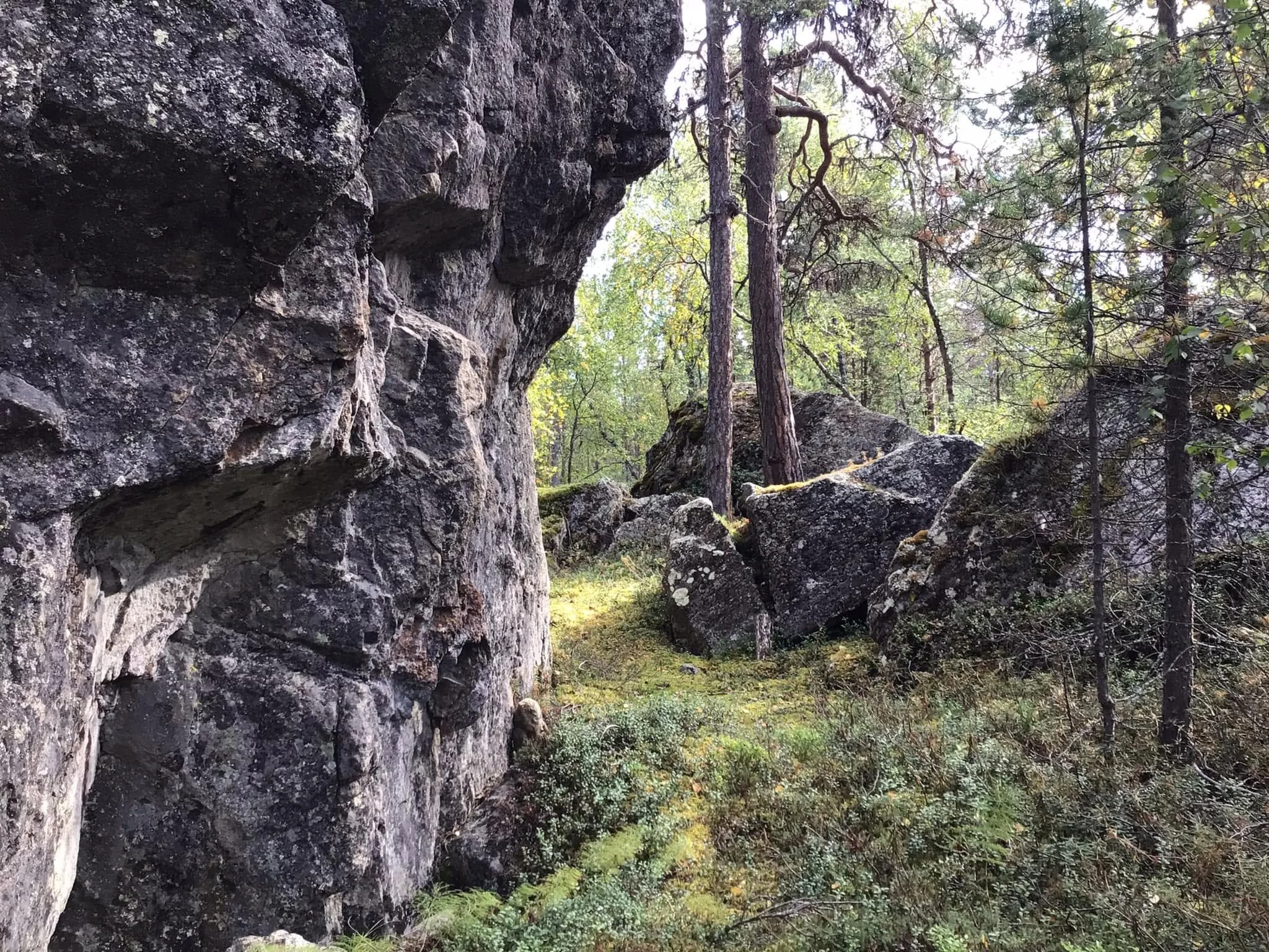 kivi2.jpg