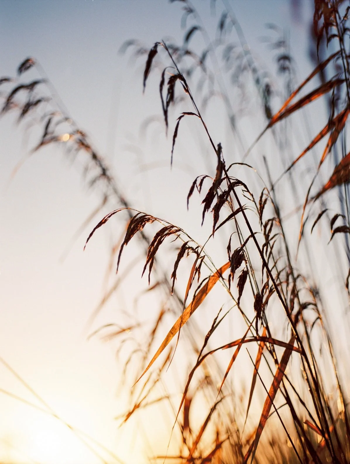 Ik kreeg vandaag het testrolletje binnen van mijn nieuwe analoge camera en ik ben verliefd! ✨🎞️ #120mmfilm #mamiya645