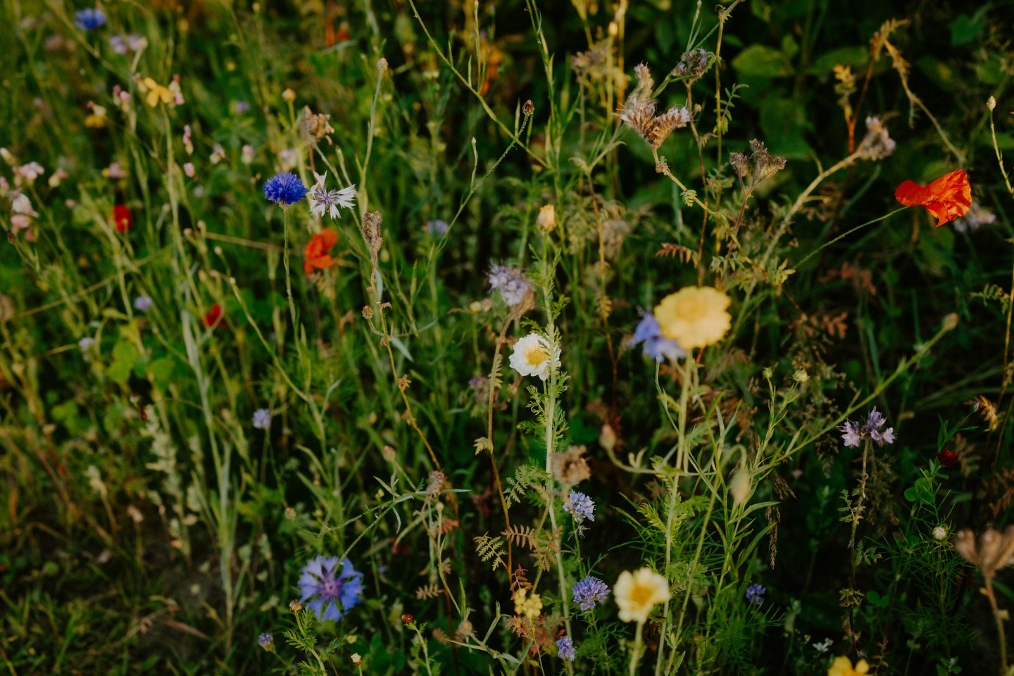 Bijnaaaaaa weer bermen vol van dit! 🌼