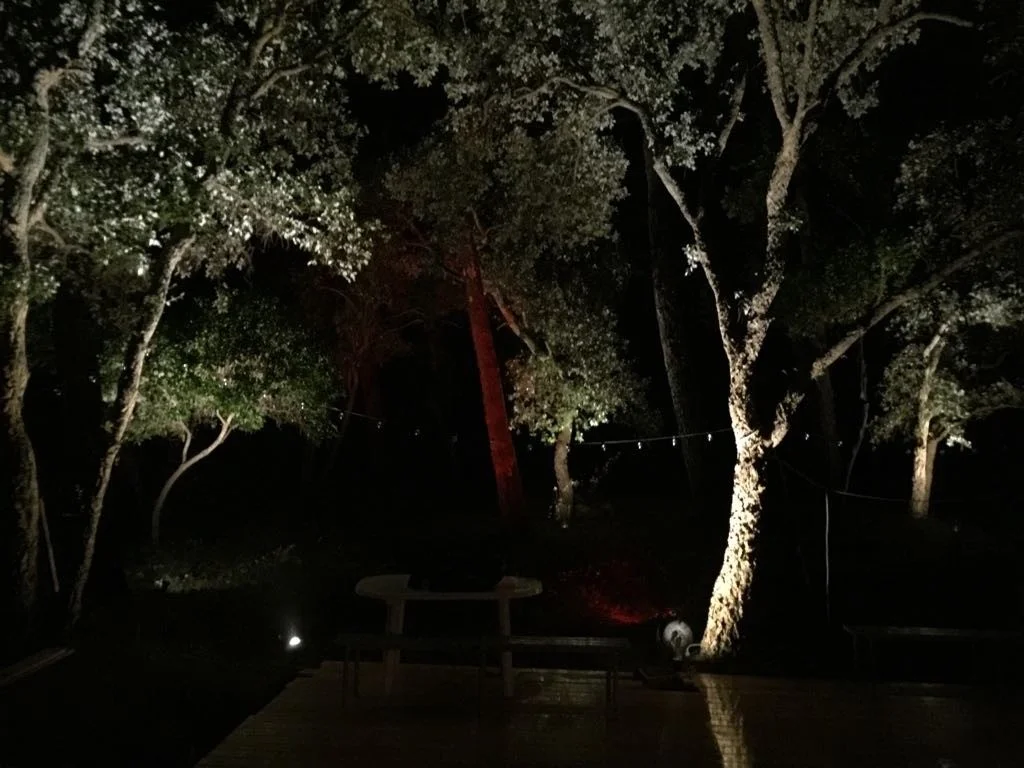 tree alumination garden.jpg