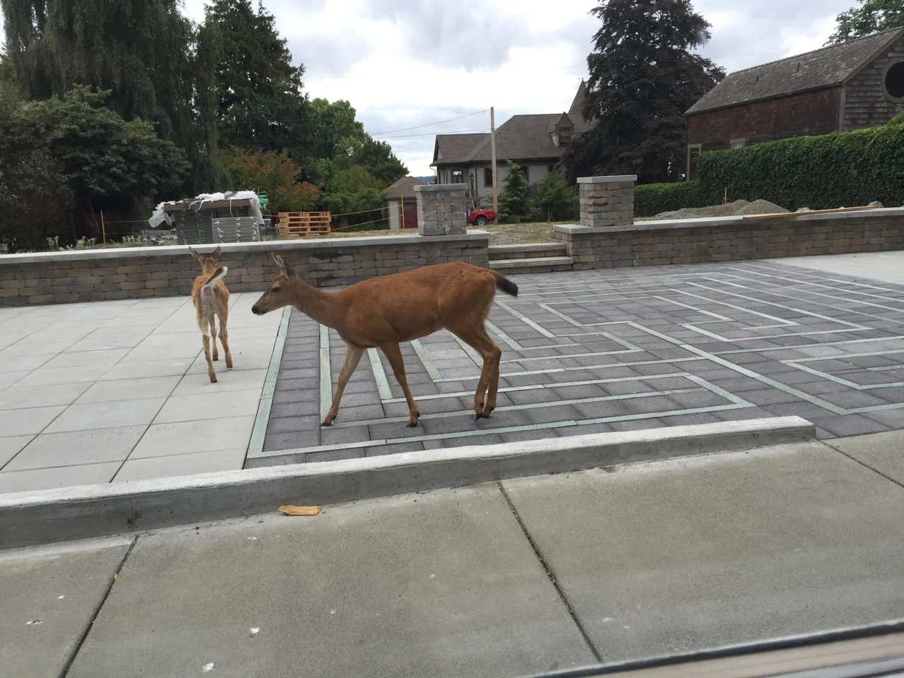 We even welcome our wild and furry neighbors to deepen their faith with a walk on our labyrinth! ;)