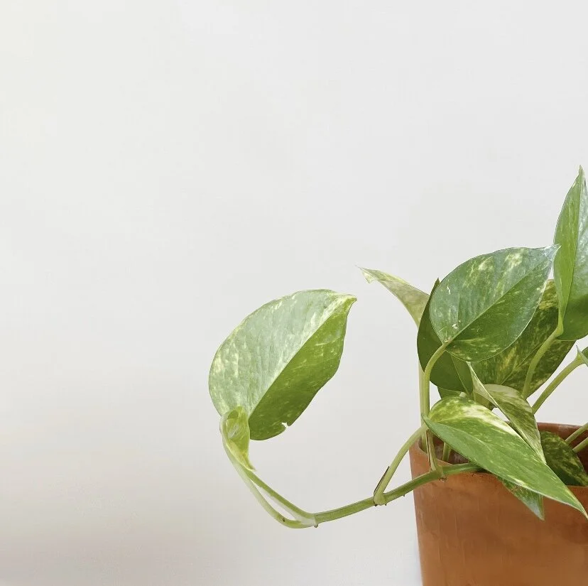 Pothos.jpg
