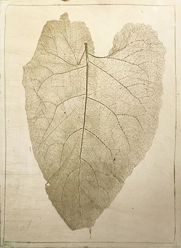 Rhubarb 2017 aquatint plate size: 19.75 x 15.75 inches paper size: 28.75 x 22 inches $1000