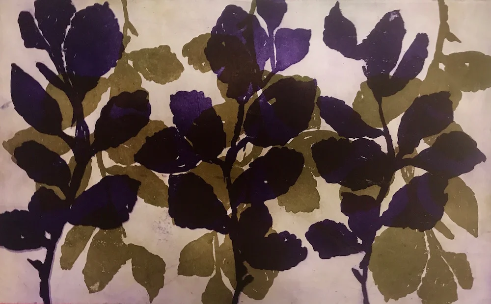 Wilder Witch Hazel #23 plate and paper: 14 x 22 inches $1500