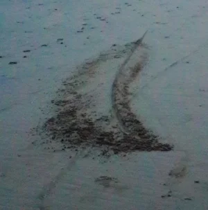 Feather on Beach.jpg