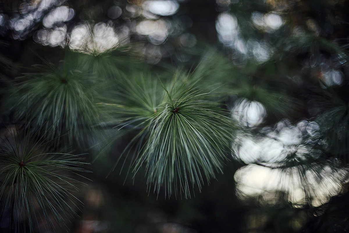Bhutan Pine