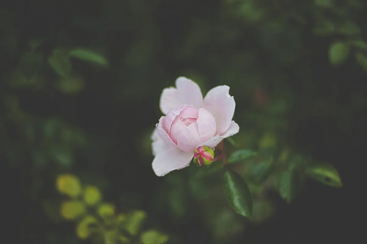 Raindrops and Roses