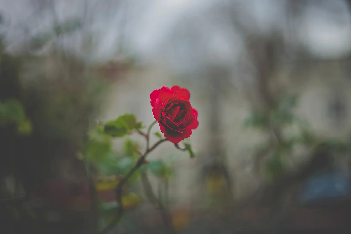 Rose