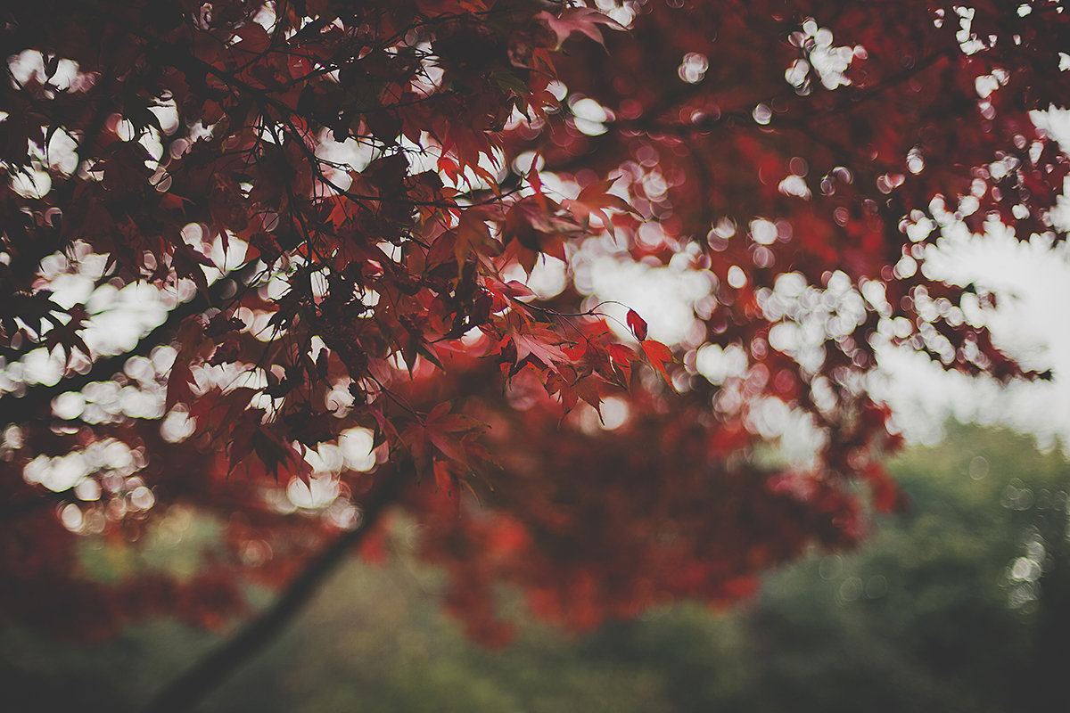 Autumn Reds