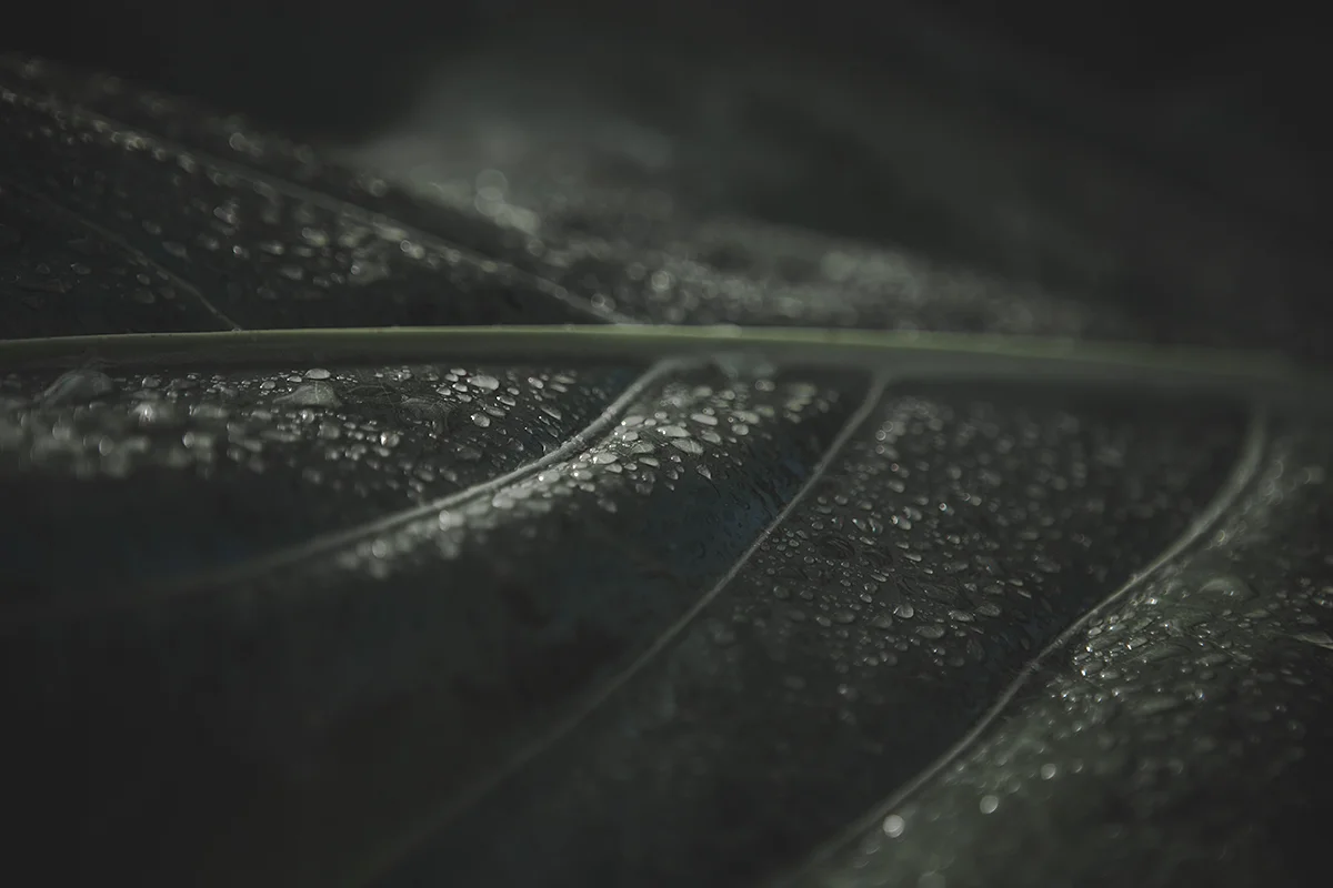 Listen to the Raindrops III