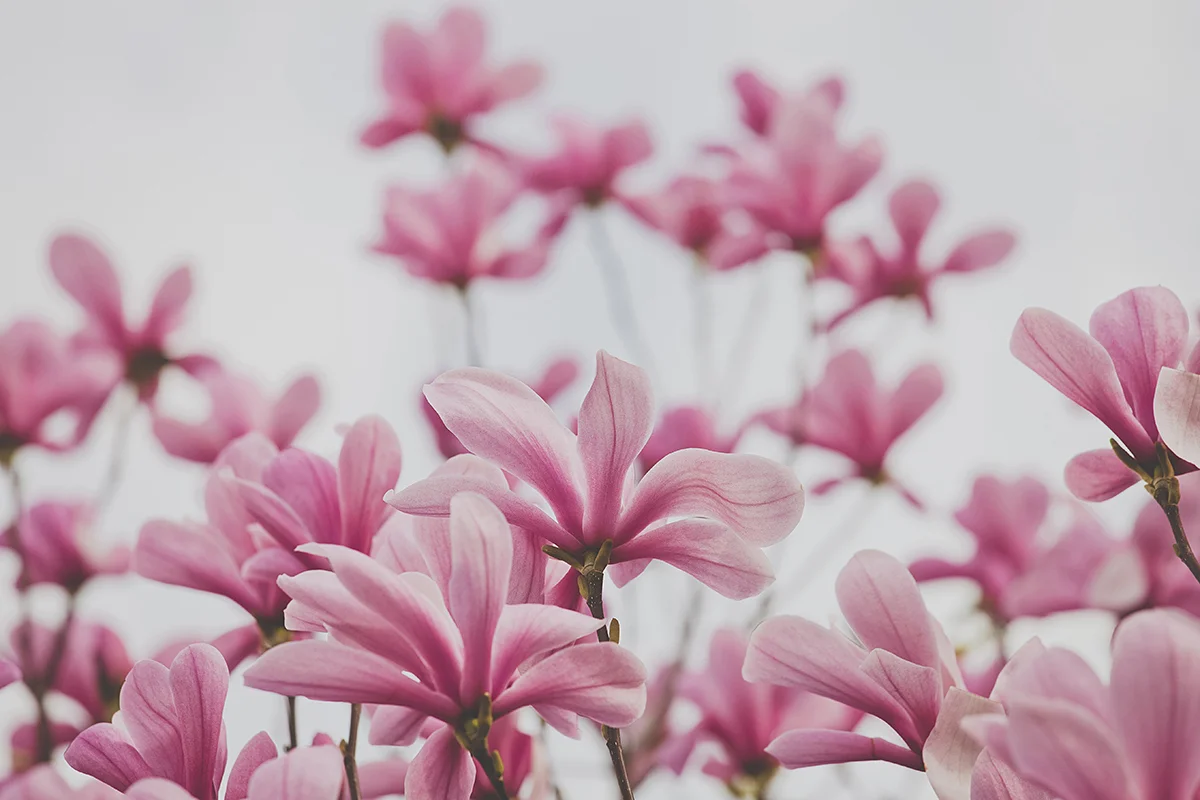 Pink Magnolia